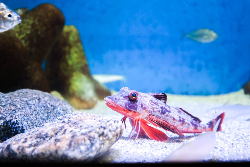 蒲郡の竹島水族館