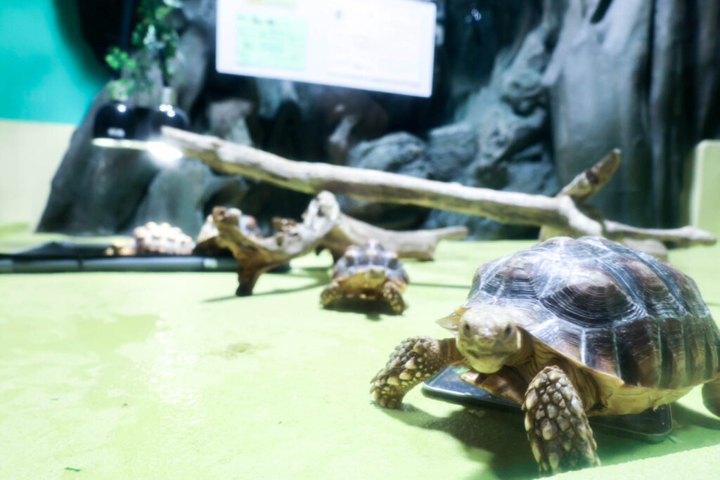 蒲郡の竹島水族館