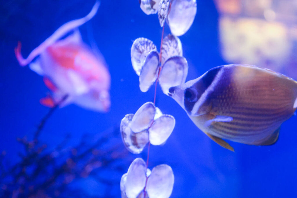 蒲郡の竹島水族館