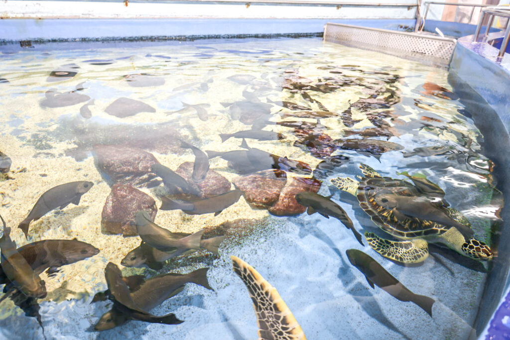 蒲郡の竹島水族館